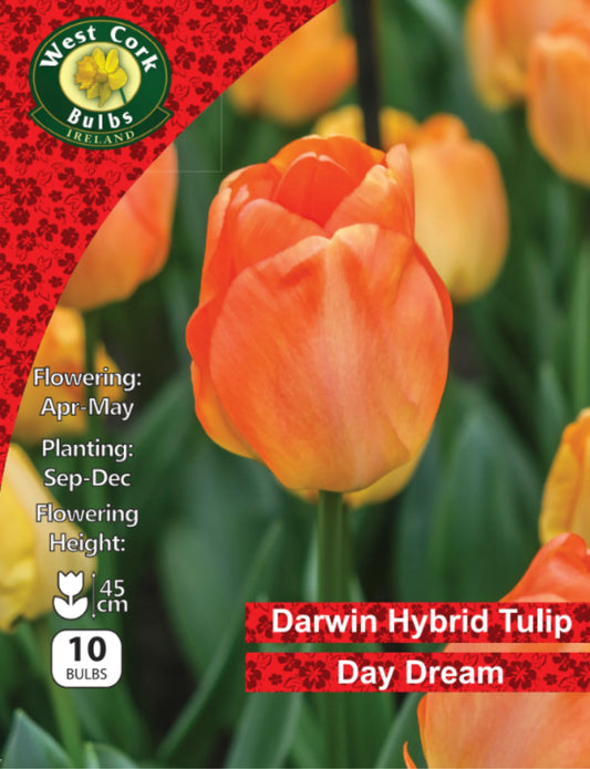 Tulip Bulbs: Day Dream (This product & any other product bought along with it will be delivered to you at the end of September 2025) (Copy)