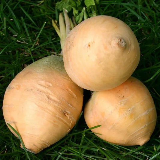 Turnip Goldana