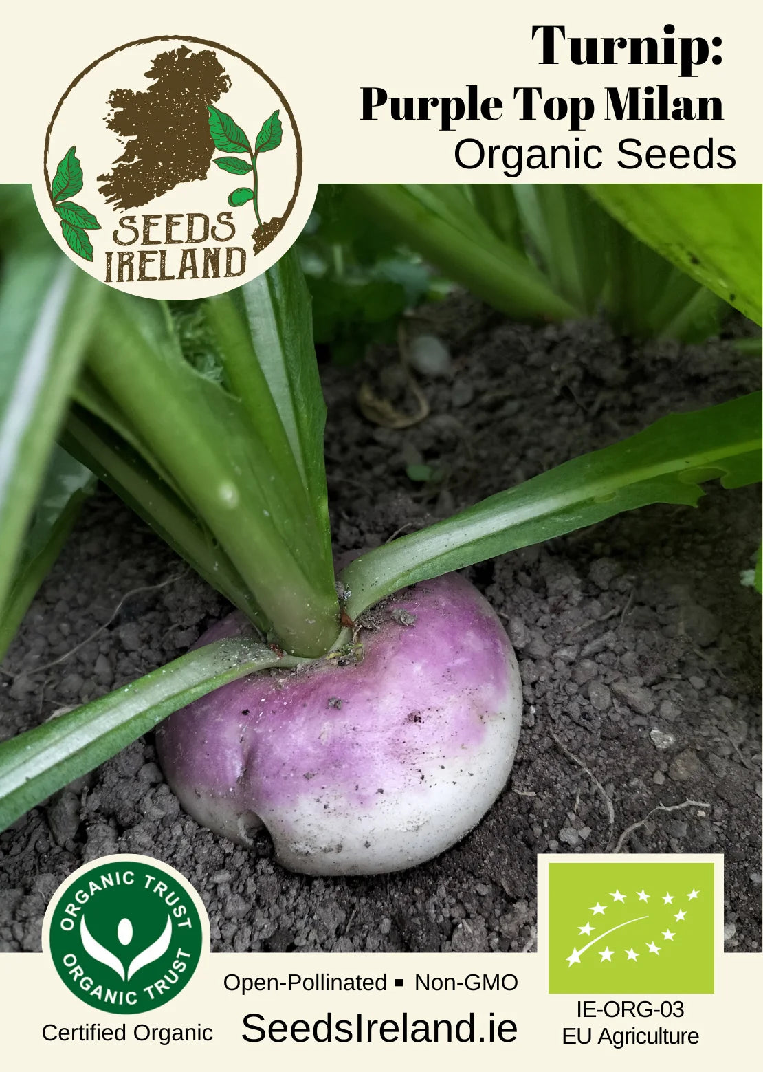 Turnip: Purple Top Milan Organic Seed