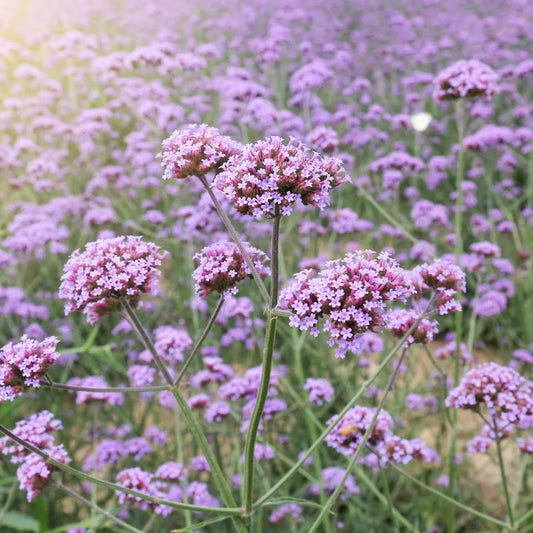 Verbena Square