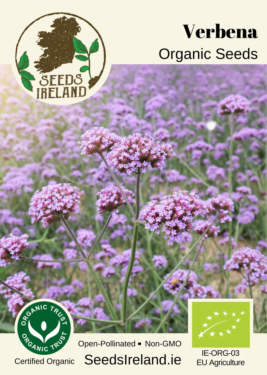 Verbena Organic Seed
