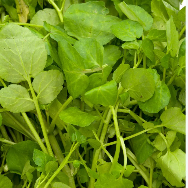 Watercress Organic Seed