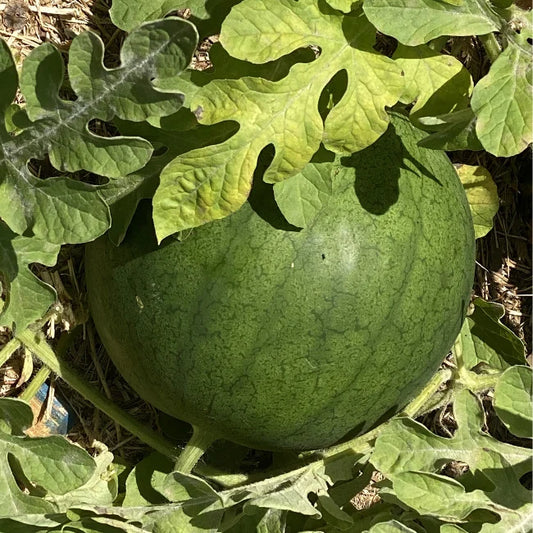 Watermelon Sugar Baby