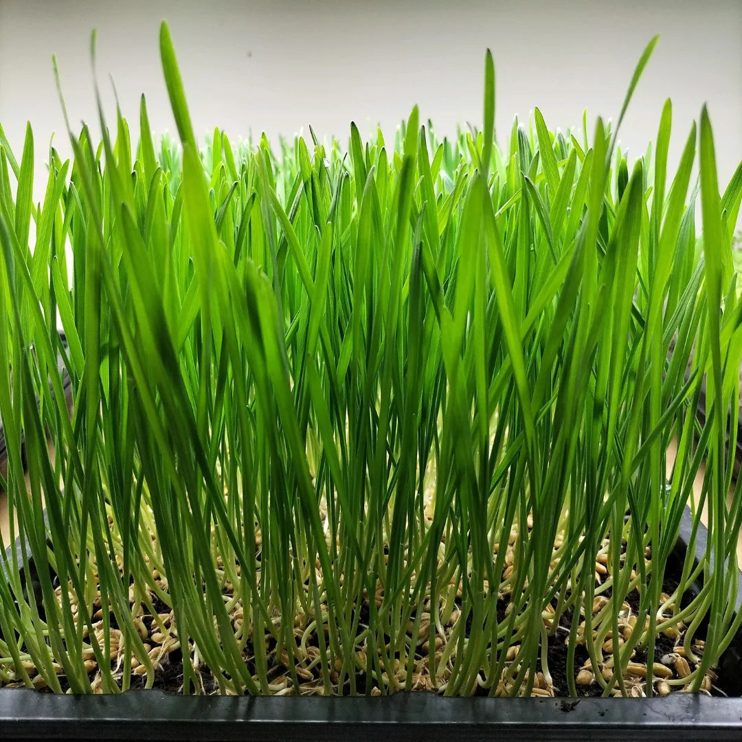 Wheatgrass Organic Seed