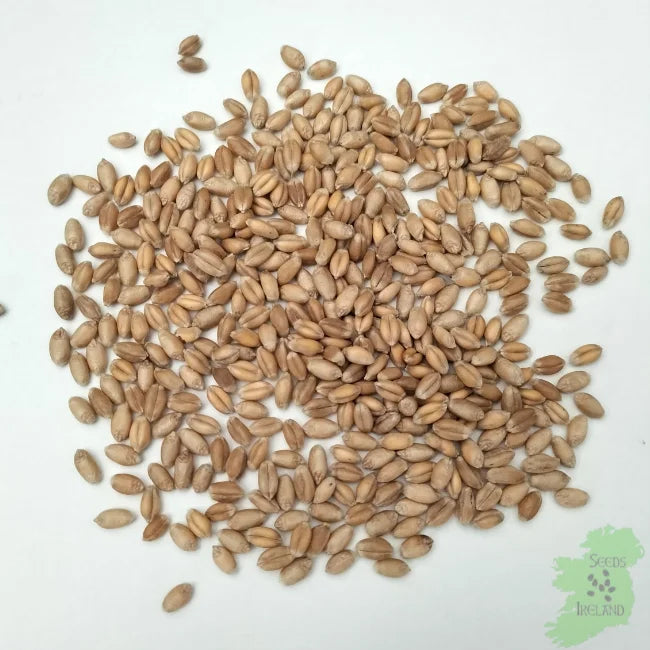 Wheatgrass seeds deals