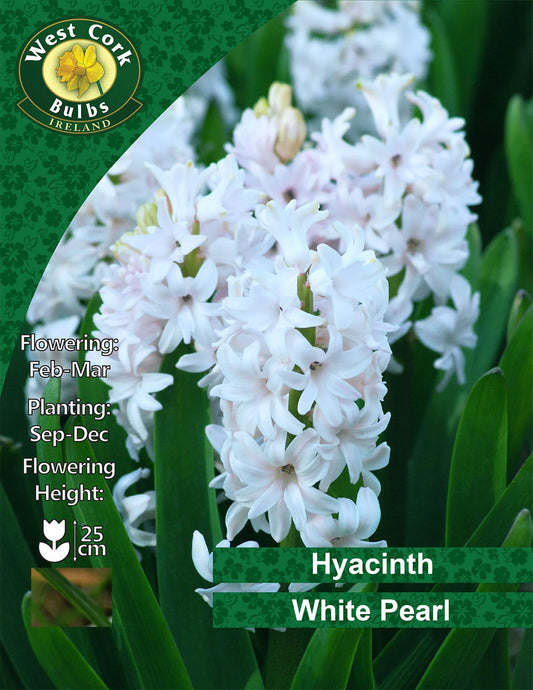 White Hyacinth