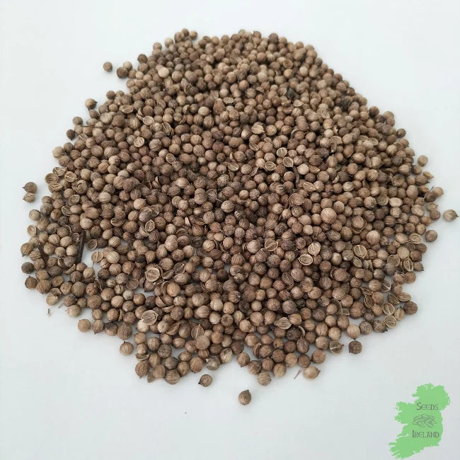 Whole Coriander Microgreen Seed