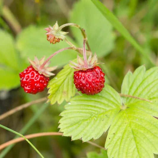 WildStrawberry