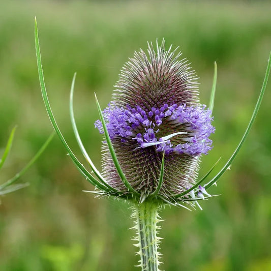 Wild Teasel