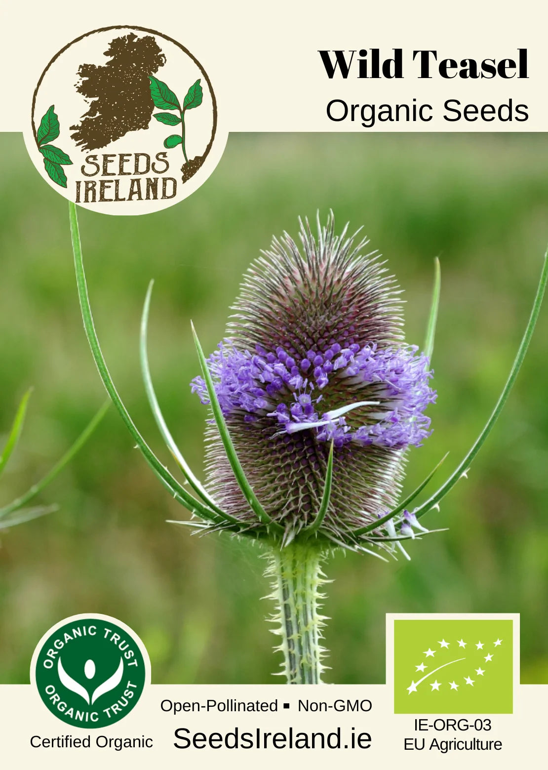 Wild Teasel Organic Seed