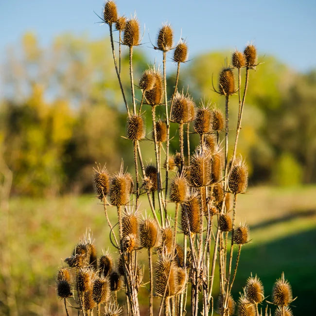 Wild Teasels