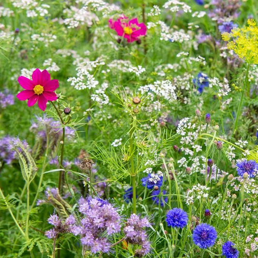 Wildflower Elegance
