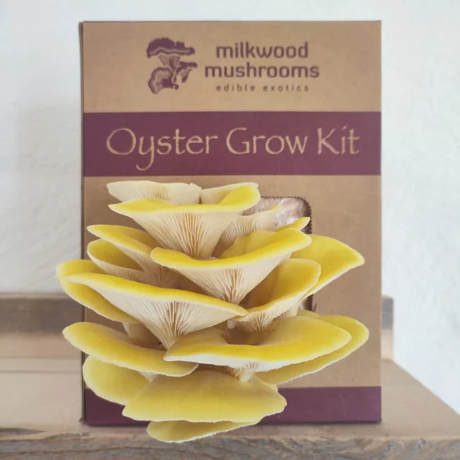 Yellow Mushroom Grow Kit