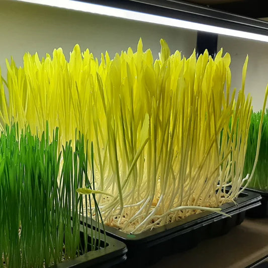 Yellow Popcorn Microgreens