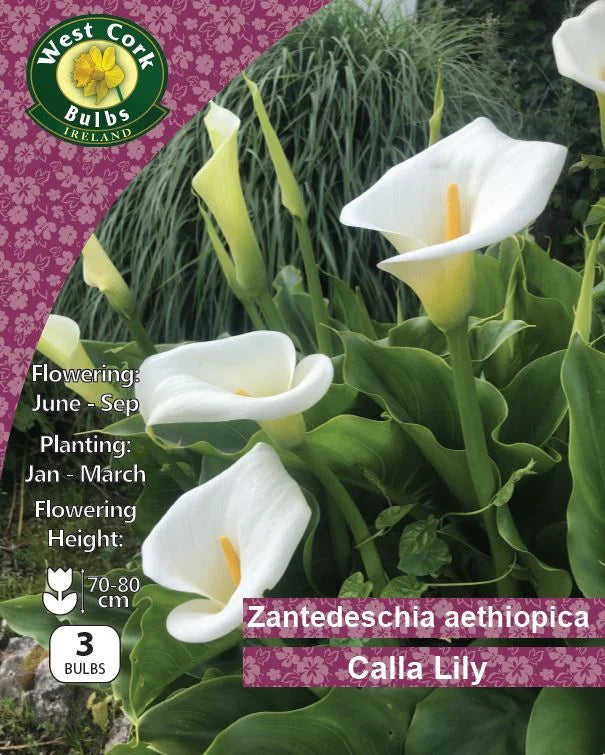 Calla Lily (Zantedeschia / Arum Lily) Bulbs