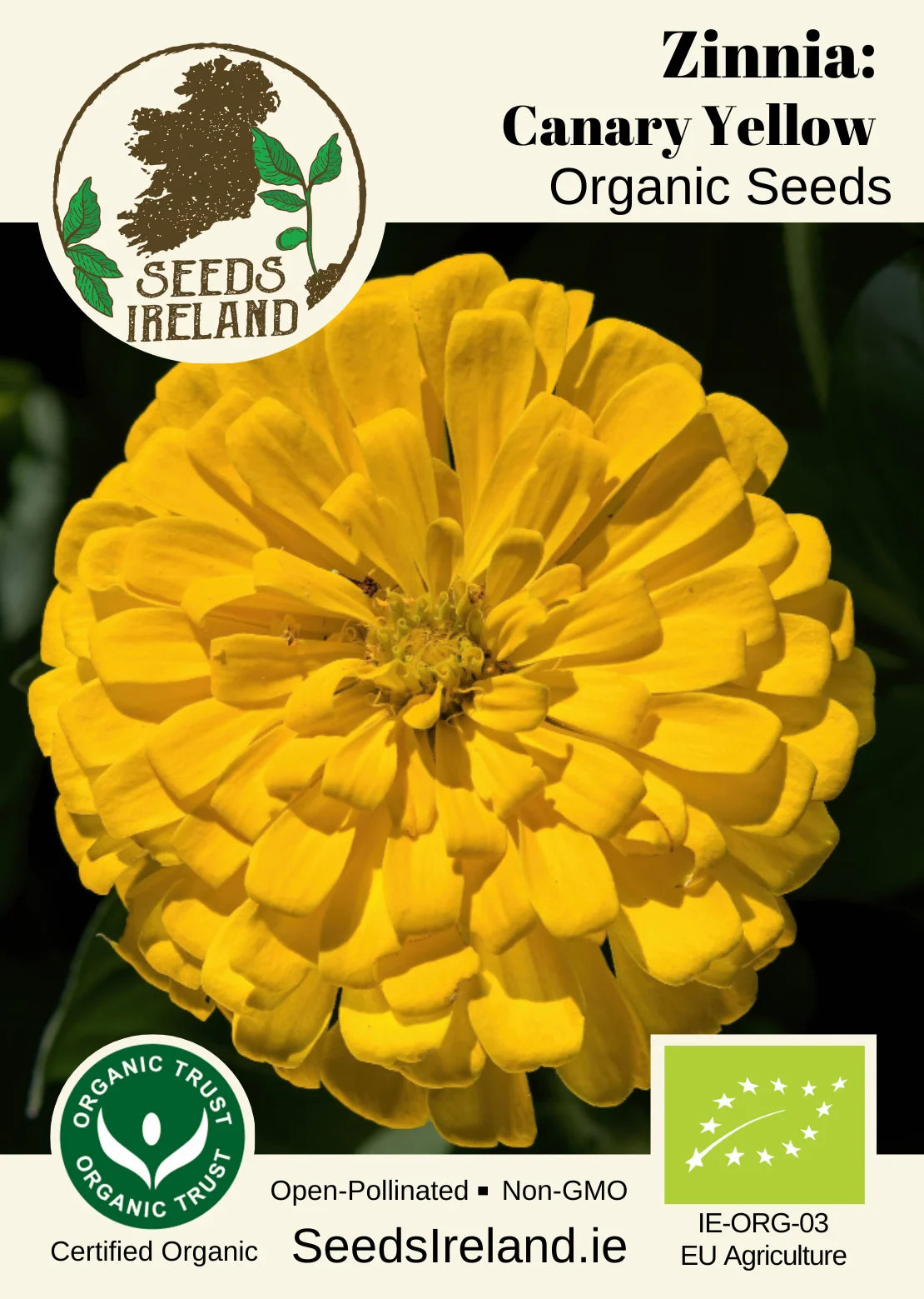 Zinnia: Canary Yellow Organic Seed