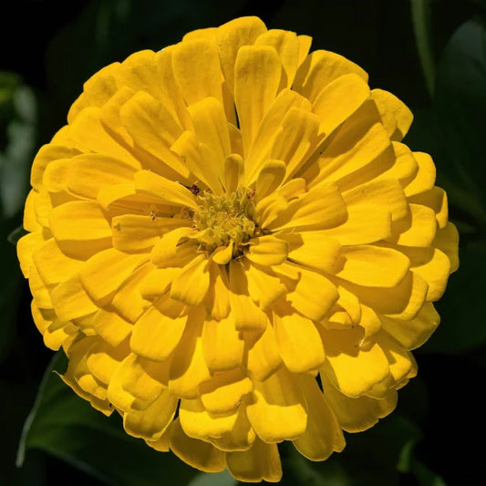 Zinnia Canary Yellow
