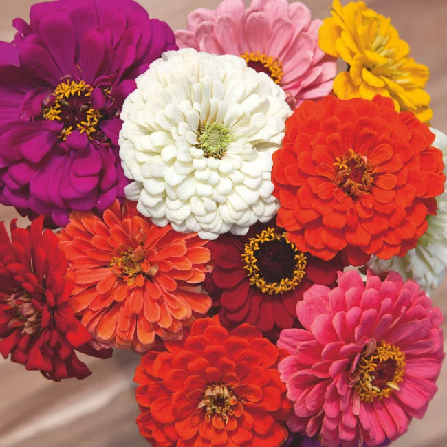 Zinnia: Mixed Organic Seed