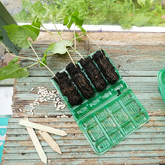 Gro-Sure Visiroot 4 Cell Deep Tray – 12er-Pack