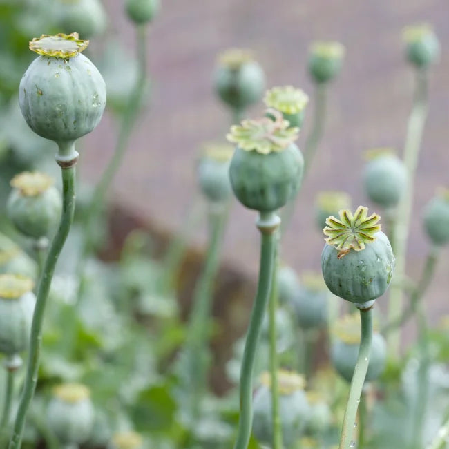 Poppy Opium Red Seed Heads