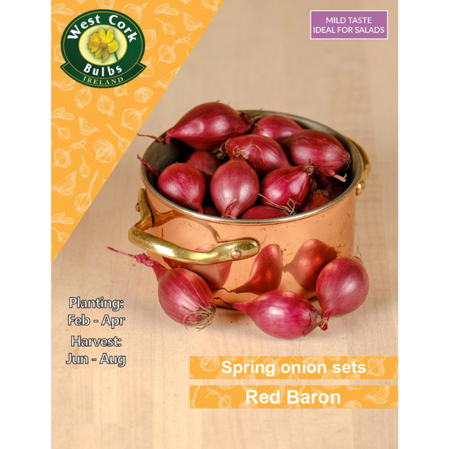Onion Sets: Red Baron