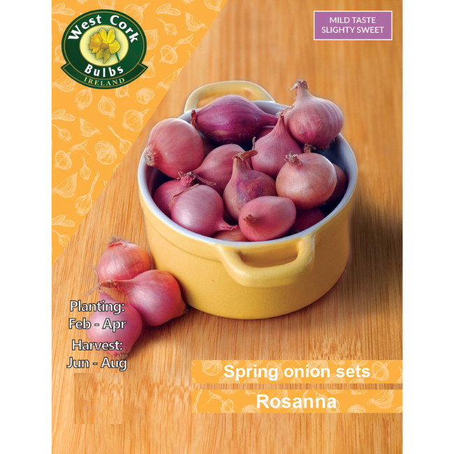 Onion Sets: Rosanna