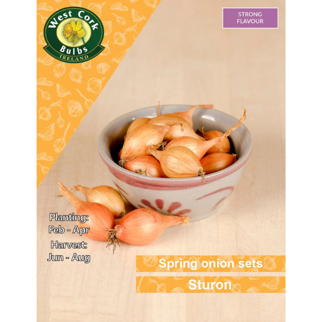 Onion Sets: Sturon