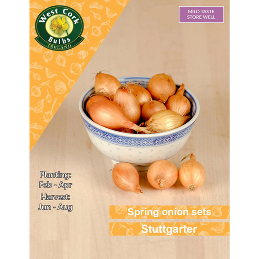 Onion Sets: Stuttgarter