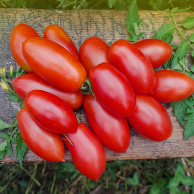 Tomato: Rio Grande Organic Seed